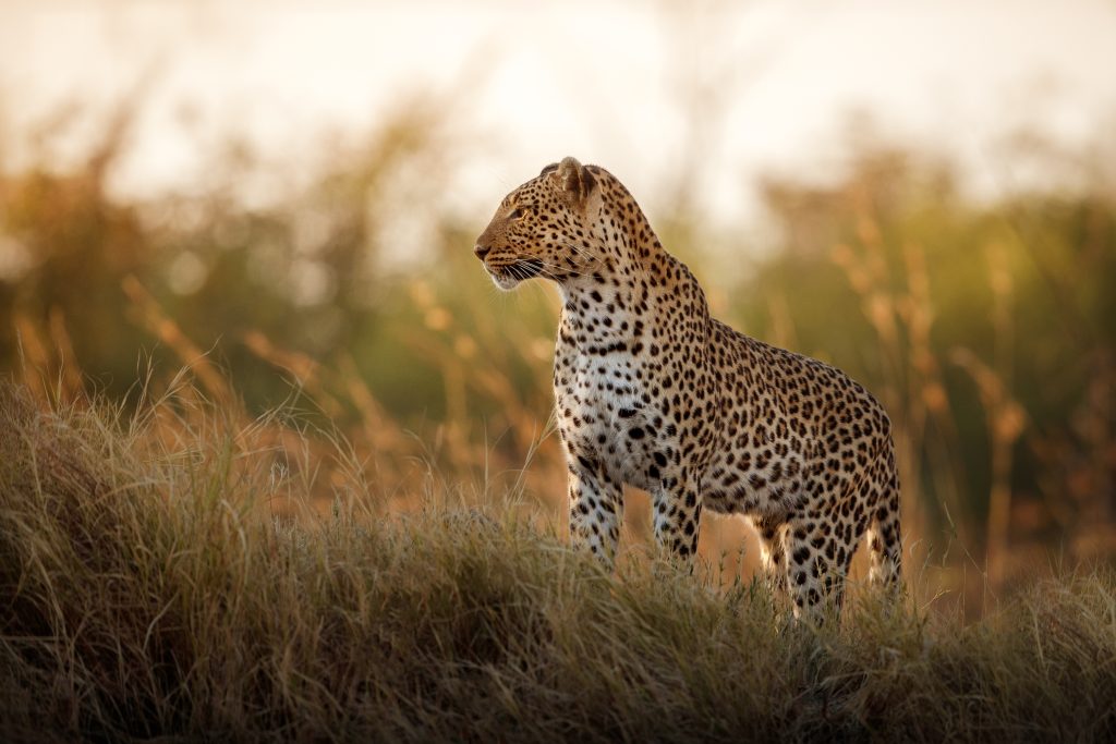 African,Leopard,Female,Pose,In,Beautiful,Evening,Light.,Amazing,Leopard Wildlife viewing a Leopard while on a private, luxury safari tour in Southern Africa with Premier Africa.