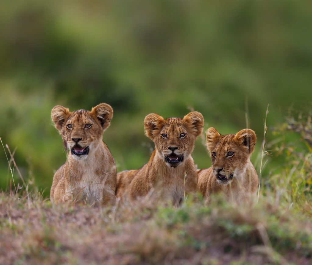 shutterstock_273152441 edit Wildlife viewing lion cubs while on a private, luxury safari tour in Southern Africa with Premier Africa.