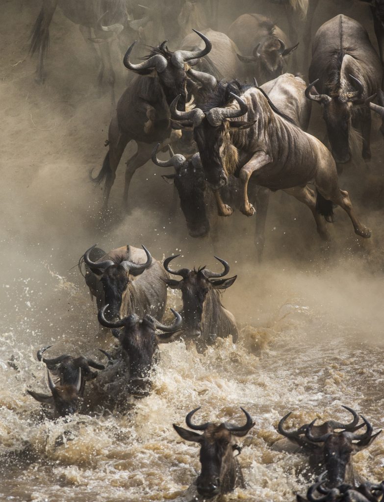 shutterstock_413430355 Wildlife viewing wildebeest in river by private tour group while on a luxury safari in East Africa.