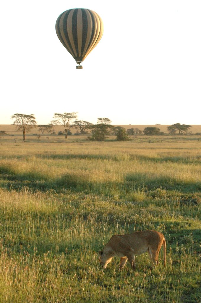 Balloon__Lioness