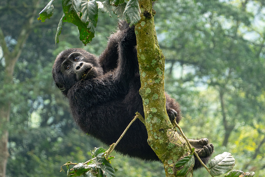 Male gorilla in Bwindi Impenetrable Forest while trekking on a luxury safari in East Africa.