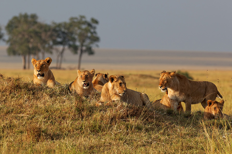 Wildlife viewing lions in the wild on a private, exclusive game drive in Masai Mara National Reserve