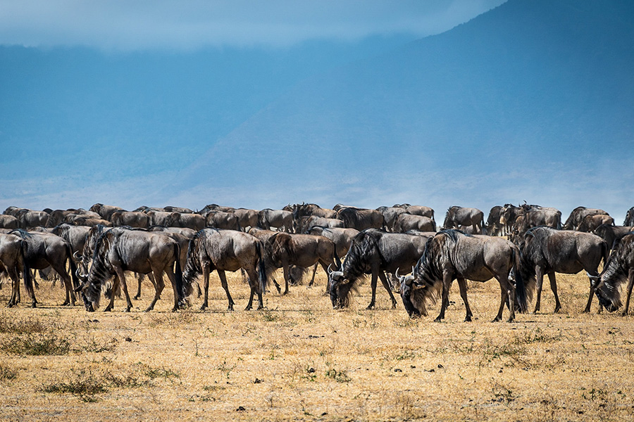 Wildlife viewing wildebeest on a private game drive in the Serengeti National Park while on a luxury safari