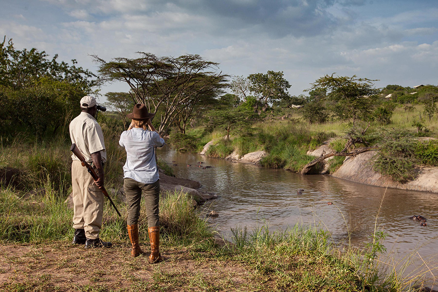 Wildlife viewing hippos in watering hole while on a private, exclusive game hike in Serengeti National Park