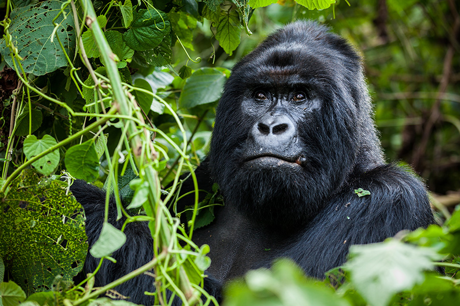 Male gorilla in Volcanoes National Park while trekking on a luxury safari in East Africa.