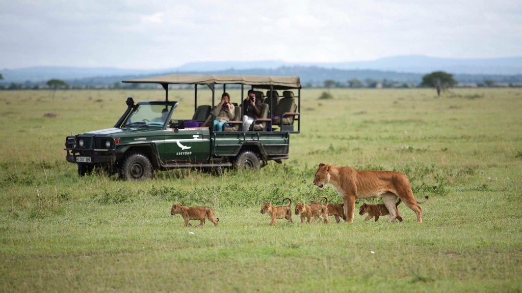 Africa Tanzania Grumeti Experience Game drive branded vehicle with lioness and cubs 2