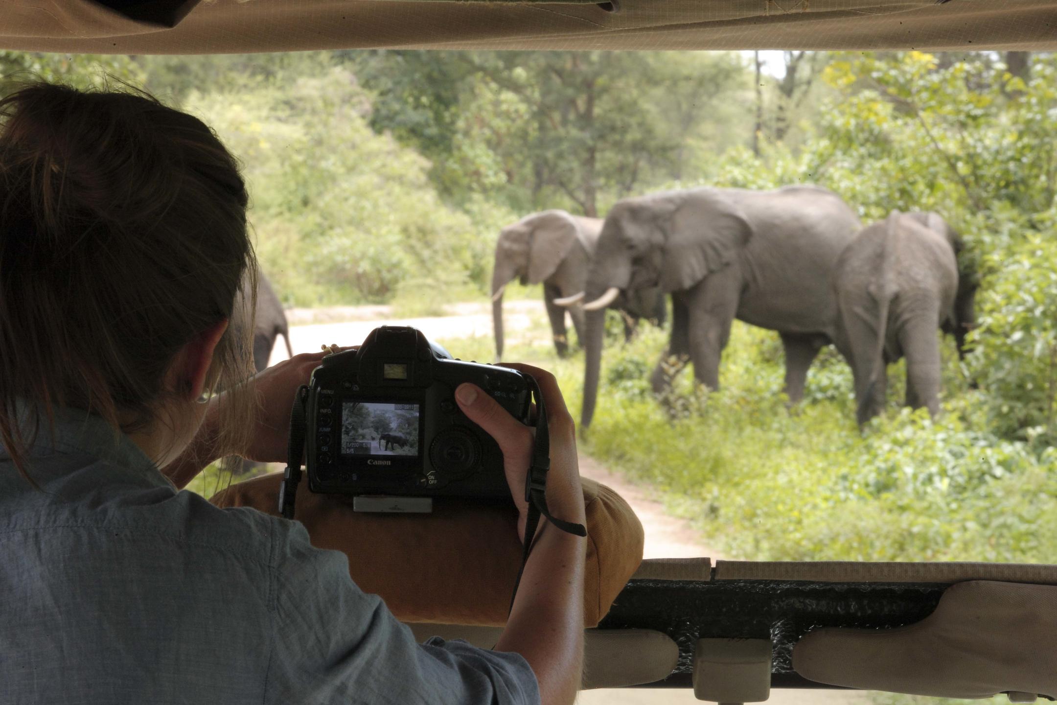 Viewing herd of elephants and taking pictures on a luxury safari in Tanzania.