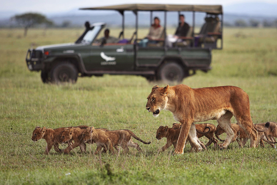 Wildlife viewing lioness with 7 cubs while on a private, exclusive game drive in Grumeti Reserve.
