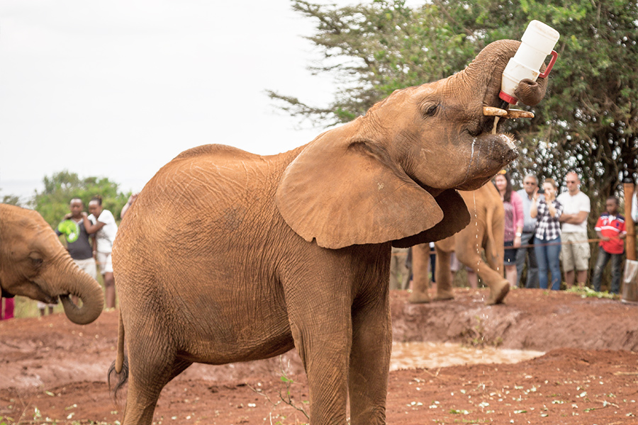 Wildlife viewing elephant drinking milk while on a luxury safari experience Nairobi.