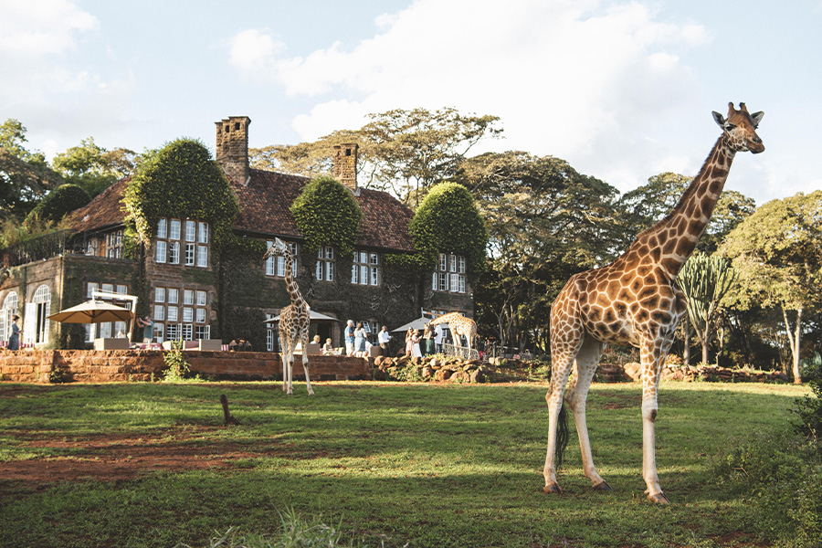 Luxury accommodation with giraffes in the garden in Nairobi, part of luxury safari package in Africa.