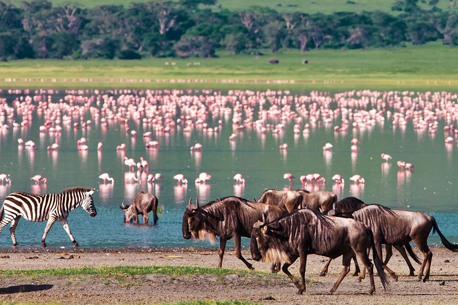 Wildlife viewing pink flamingos in pond and wildebeest while on a private, exclusive game drive in Ngorongoro Conservation Area.