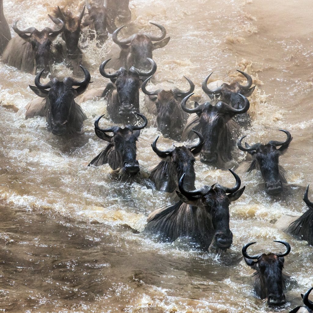 Wildebeest,Crossing,The,Mara,River,During,The,Annual,Great,Migration. Wildbeast Migration