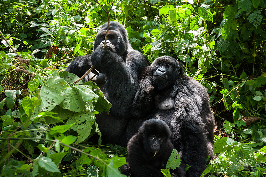 Wildlife viewing gorillas in Kigali while trekking with Premier Africa tour guides