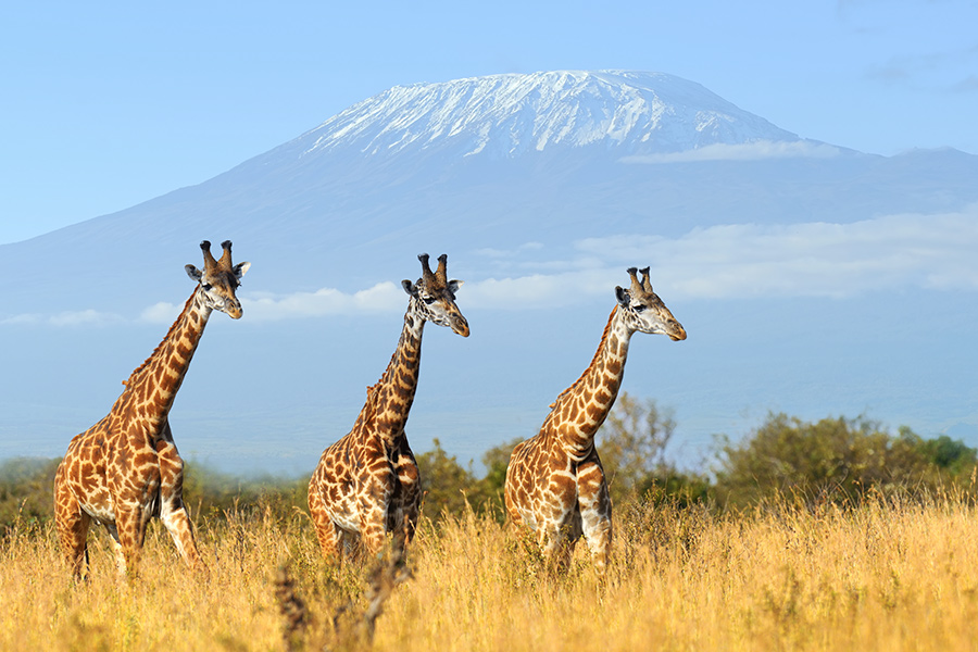 Wildlife viewing 3 giraffes with Kilimanjaro in the background while on a luxury safari