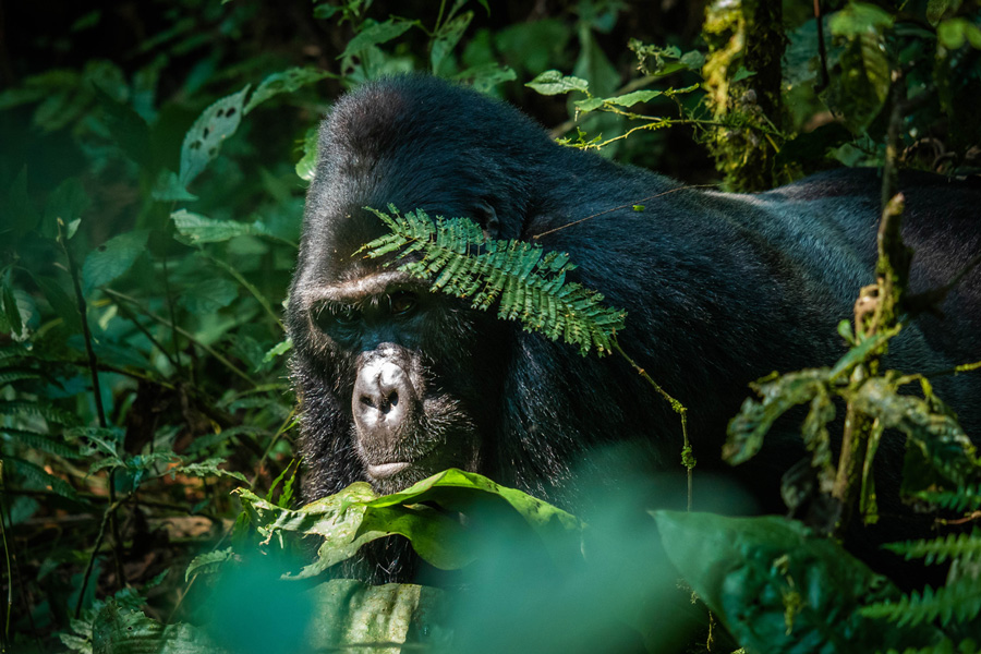 Gorilla in the wild at Volcanoes National Park: A Luxury safari experience in East Africa.