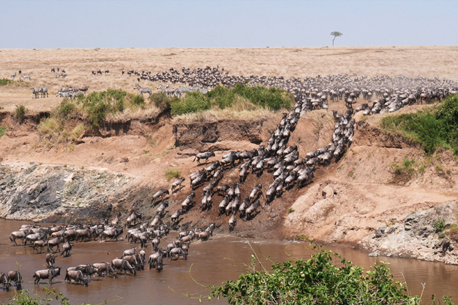 Wildebeest crossing a river in the Serengeti during the great migration as can be seen on a luxury safari in East Africa.