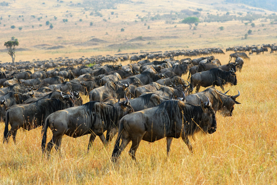 Great migration with wildebeest herd in plains of East Africa, a luxury safari experience with Premier Africa.