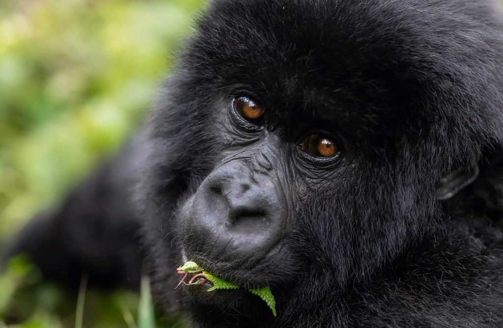 rwanda-one&only-gorillas-nest-experiences-gorilla-trekking-1