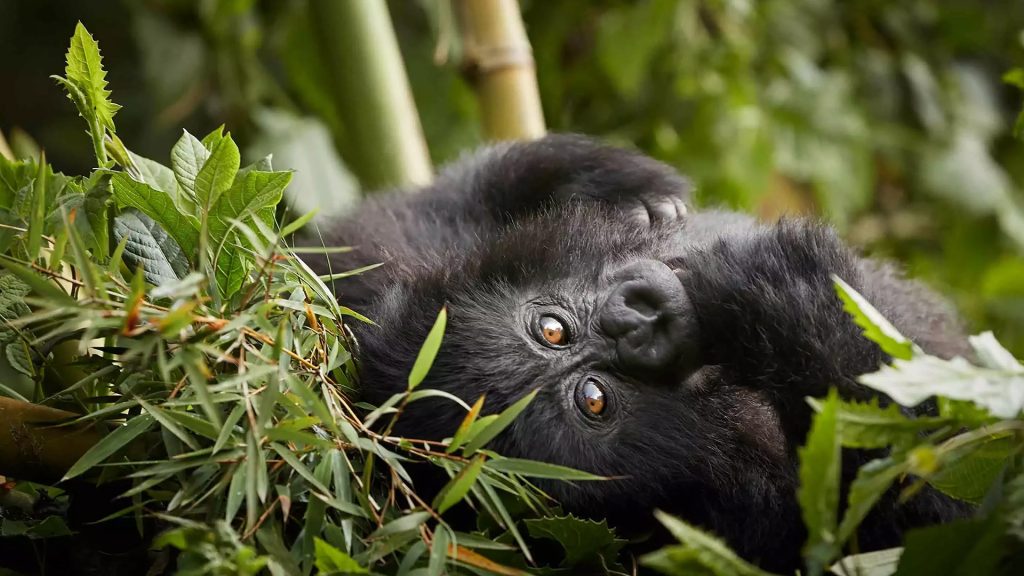 rwanda-one&only-gorillas-nest-gallery-baby-gorilla rwanda-one&only-gorillas-nest-gallery-baby-gorilla