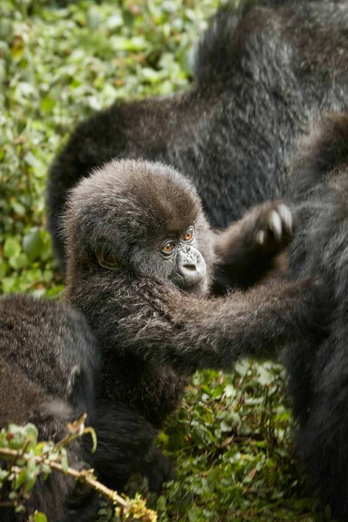 rwanda-one&only-gorillas-nest-gallery-baby-gorilla-3 rwanda-one&only-gorillas-nest-gallery-baby-gorilla-3