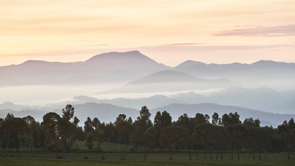 rwanda-one&only-gorillas-nest-gallery-volcanoes-flora-fauna-mountains rwanda-one&only-gorillas-nest-gallery-volcanoes-flora-fauna-mountains