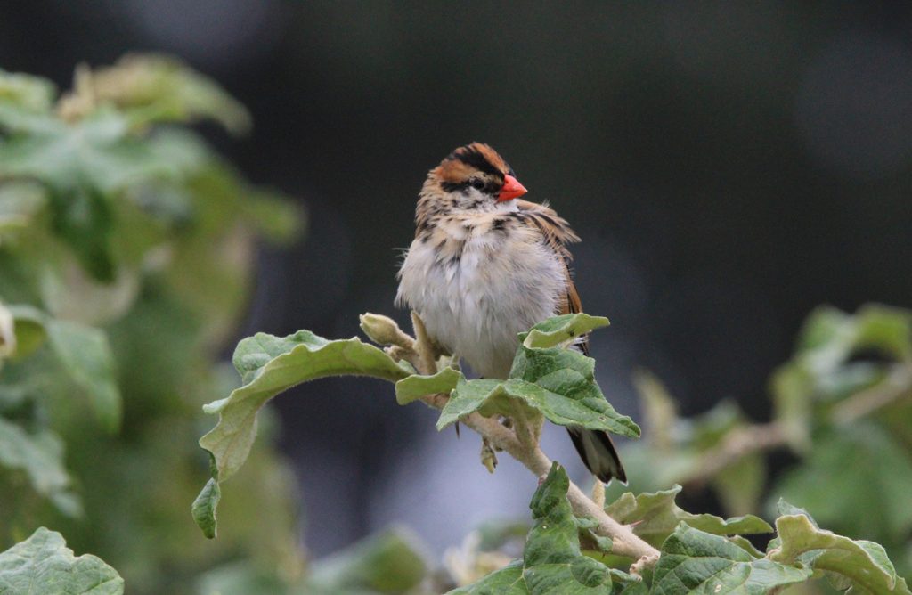 rwanda-singita-kwitonda-lodge-experiences-bird-watching-1