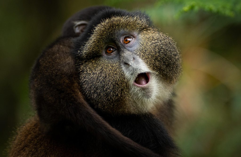 rwanda-singita-kwitonda-lodge-experiences-golden-monkey-trekking