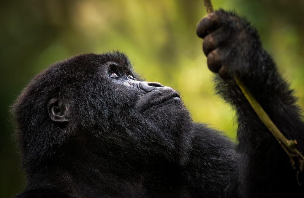 gorilla staring up - from kitonda lodge