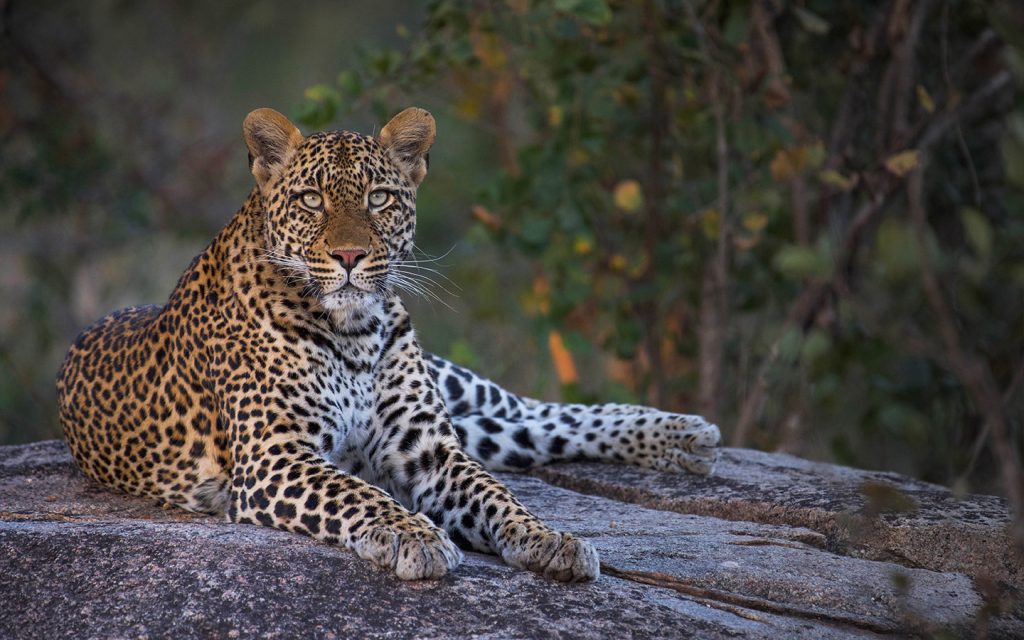 mala-mala-experiences-safari-night-drive