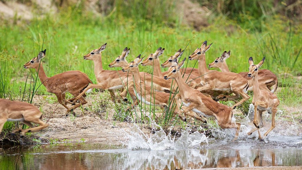 mala-mala-gallery_02