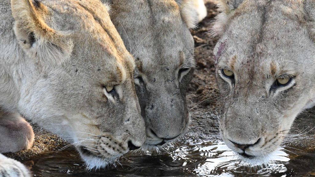 mala-mala-gallery_05