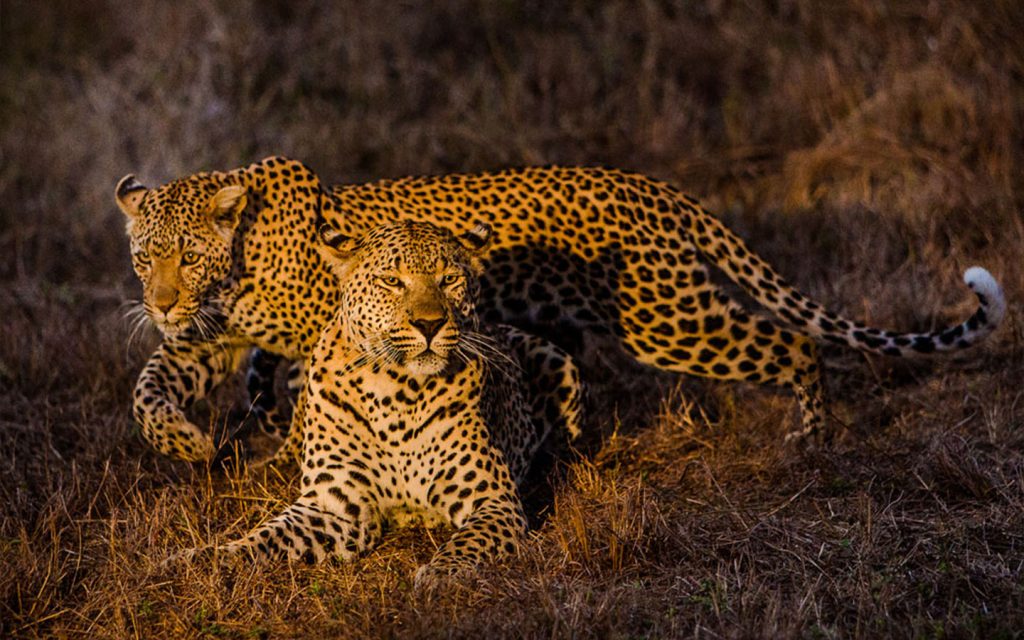 sabi-sabi-earth-lodge-experiences-safari-evening-game-drive