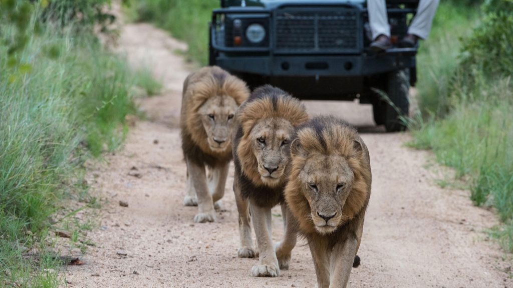 sabi-sabi-earth-lodge-gallery_01 sabi-sabi-earth-lodge-gallery_01