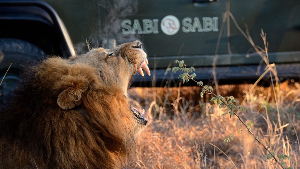 sabi-sabi-earth-lodge-gallery_06 sabi-sabi-earth-lodge-gallery_06