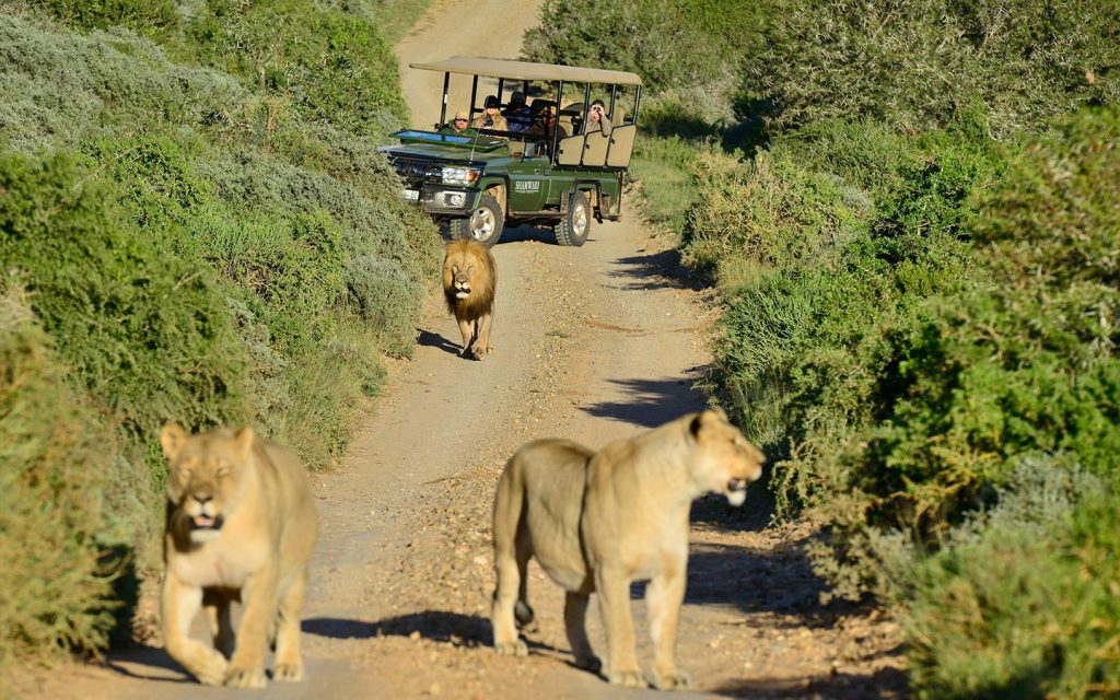 shamwari-experiences-safari-game-drive