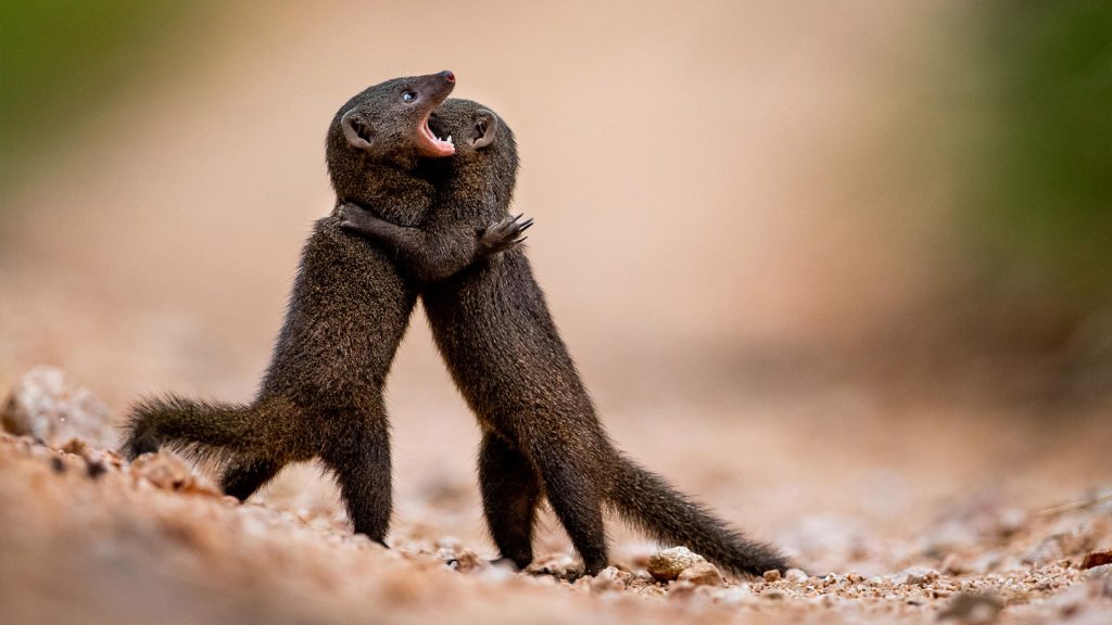 singita-boulders-lodge-gallery_11